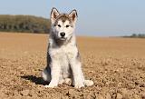 ALASKAN MALAMUTE 221